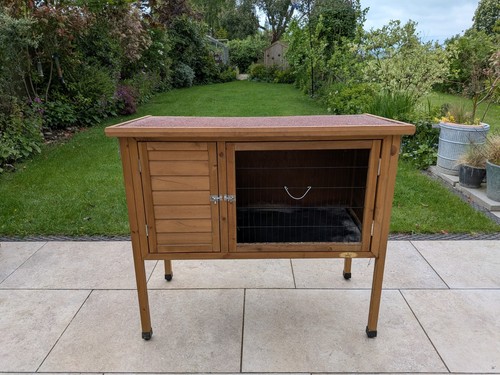 Outdoor raised guinea pig - guinea, /