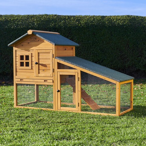 Rabbit guinea pig - guinea,