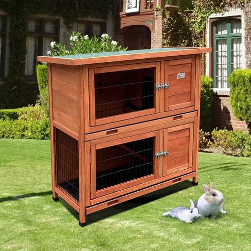 Rabbit guinea pig - rabbit,